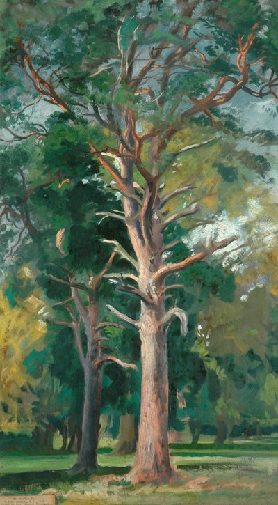 Scotch Fir av William Bruce Ellis Ranken